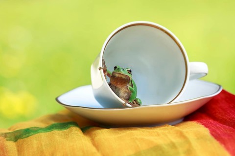 European tree frog (Hyla arborea) sitting in a cup