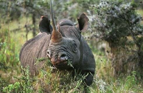 Black Rhinoceros (diceros bicornis), Adult eating Bush, Nakuru Park in Kenya