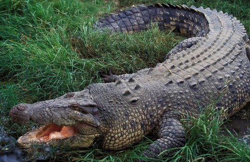 Australian Saltwater Crocodile (crocodylus porosus) or Estuarine Crocodile, Adult with Open Mouth