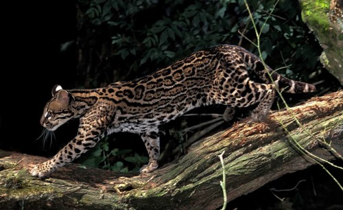 Ocelot (leopardus pardalis), Adult