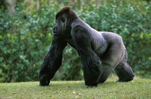 EASTERN LOWLAND (GORILLA gorilla gorilla) graueri, SILVER BACK MALE