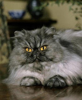 Smoke Persian Domestic Cat