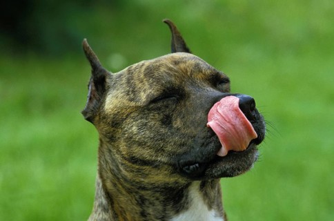 American Staffordshire Terrier Licking its Chops, Old Standard Breed with Cut Ears