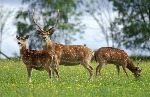 Axis Deer, Axis Herd in Meadow with Flowers