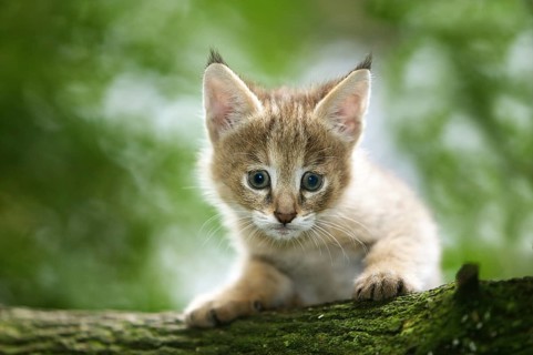 Jungle Cat (felis chaus), Cub laying on Branch