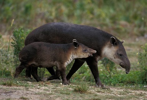 BAIRD'S TAPIR (tapirus bairdii), FEMALE WITH YOUNG