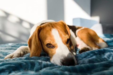 Sleeping dog at bed. Pet at home Beagle dog sleeping at bed in bright interior. Pet at furniture