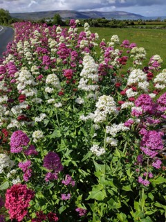 Red valerian (Centranthus ruber), Ireland, Europe