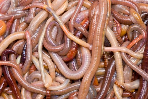 Common earthworms (Lumbricus terrestris), Germany, Europe