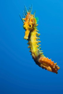 Long-snouted Seahorse (Hippocampus ramulosus) (Hippocampus guttulatus), Costa Brava, Spain, Europe