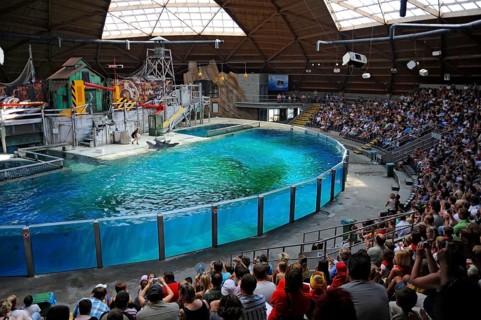 Dolphin Show, Flanders, Dolphinarium, Dolphin Show, Boudewijnpark, Bruges, West Flanders, Belgium,