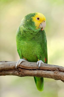 Double Yellow-headed Amazon (Amazona ochrocephala oratrix), Levaillant's Amazon, Mexican