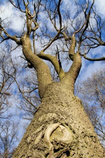 Oak tree, Querum Forest, Brunswick, Lower Saxony, Germany (Quercus robur)