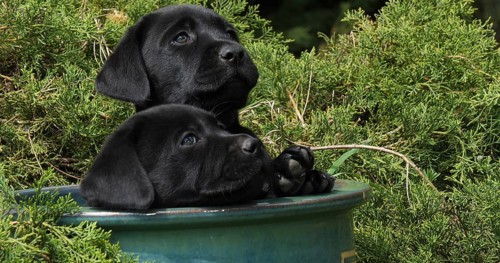 Black Labrador Retriever, Puppies Playing in a Flowerpot, Normandy