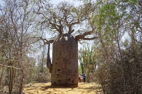 African baobab (adansonia digitata) in the Spiny Forest, Ifaty, Madagascar, Africa