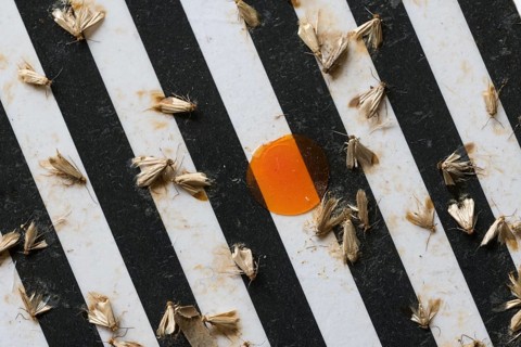 Common clothes moths (Tineola bisselliella) on adhesive strips of a moth trap, Frankfurt am Main,