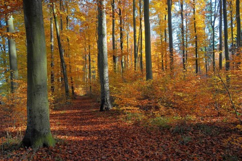 Maulbronn, deciduous forest in autumn