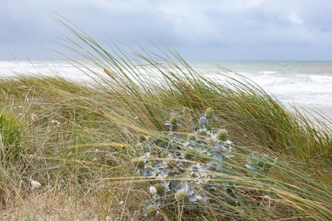 Sea thistle (Eryngium maritinum) in stormy winds in the dunes by the sea, Portbail, Cotentin,