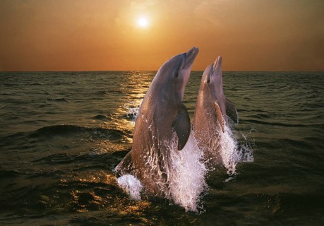 Bottlenose dolphin (tursiops truncatus), pair jumping at sunset, Honduras, Central America
