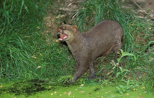 Jaguarundi, herpailurus yaguarondi, adult growling