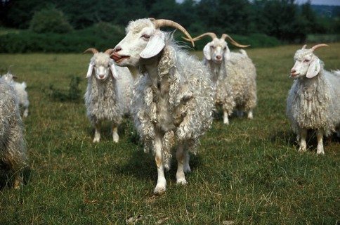 Angora goat, breed that produces mohair wool