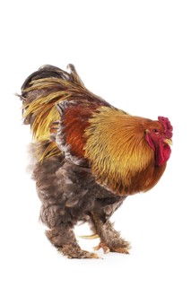 Brahma Perdrix chicken, a breed from India, cock against white background