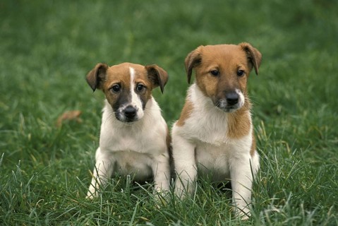 Smooth Fow Terrier Dog, Puppy Sitting on Grass