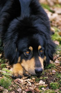 Tibetan Mastiff Dog, adult, lying