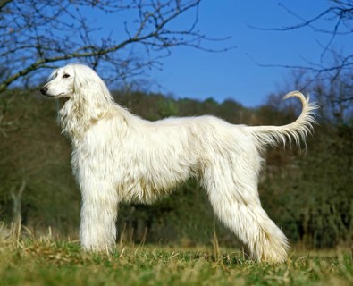 Afghan hound, adult dog standing on grass
