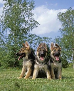German Shepherd Dog, Puppies