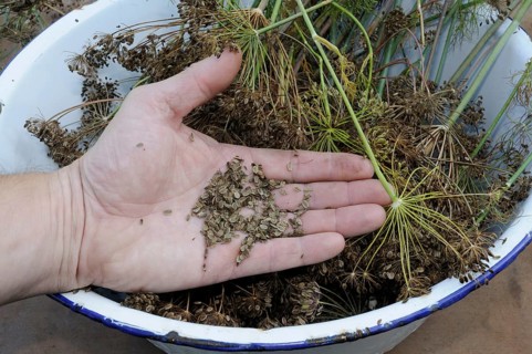 Dill seeds (Anethum graveolens), husk