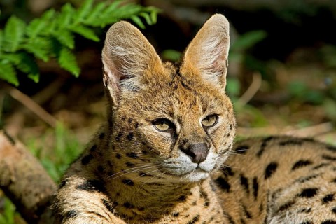 Portrait of Serval (leptailurus serval)