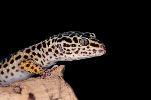 LEOPARD GECKO (eublepharis macularius)