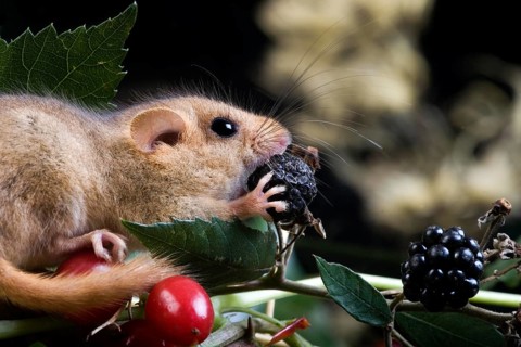 Common Dormouse (muscardinus avellanarius), Adult eating Blackberry, Normandy