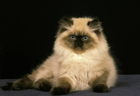 Colourpoint Persian Domestic Cat, Kitten against Black Background