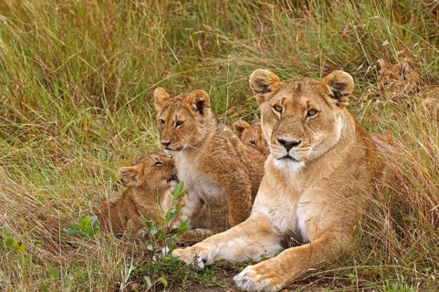 African Lion (panthera leo), Mother with Cub, Masai Mara Park in Kenya