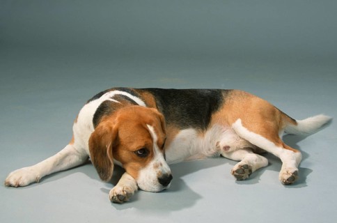 Beagle