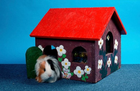 Sheltie Guinea Pig Pig