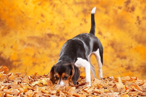 Beagle, Bitch, Autumn Leaves
