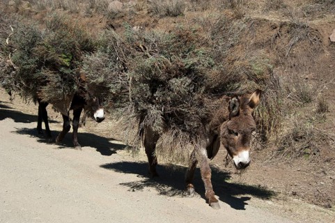 Pack donkey, Mountain road, Mokhotlong district, A14, Lesotho, Domestic donkey, Africa