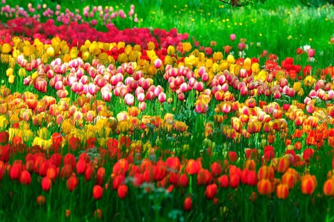 Tulip bed, Mainau Island, Lake Constance, Baden-Württemberg, Germany, Europe