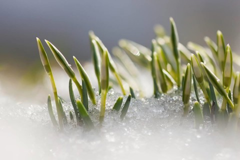 Common snowdrop (Galanthus nivalis) Rhineland-Palatinate, Germany, Europe
