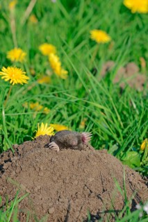 European mole (Talpa europaea), North Rhine-Westphalia, molehill, Germany, Europe