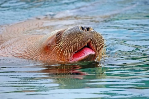 Walrus (Odobenus rosmarus)