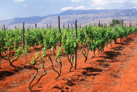 Vineyard, Ambalavao, Madagascar, Africa