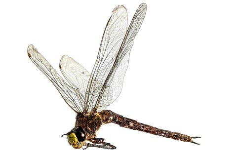 Large dead dragonfly lying on its side with its wings spread out against a white background