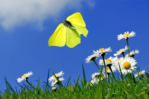 Flying male brimstone butterfly (Gonepteryx rhamni) over daisies (Bellis perennis)