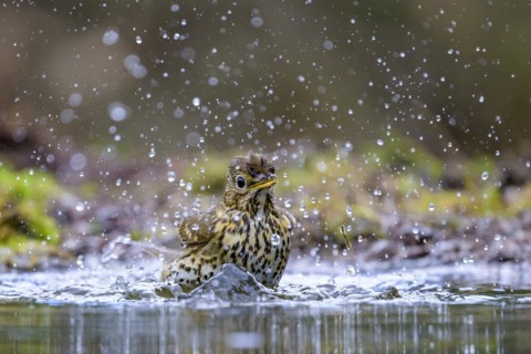 A song thrush (Turdus philomelos) bathing in a shallow pond with water splashes, Hesse, Germany,