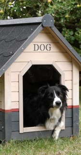 Border Collie Dog in its Dog House, male, Picardy in France