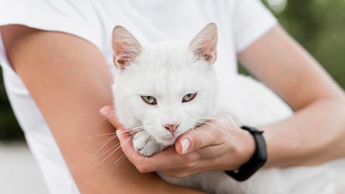 White rescue cat being held by woman adoption shelter